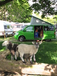 SX22153 Lamb and sheep at campervan on Langdale Campsite, Lake District.jpg
